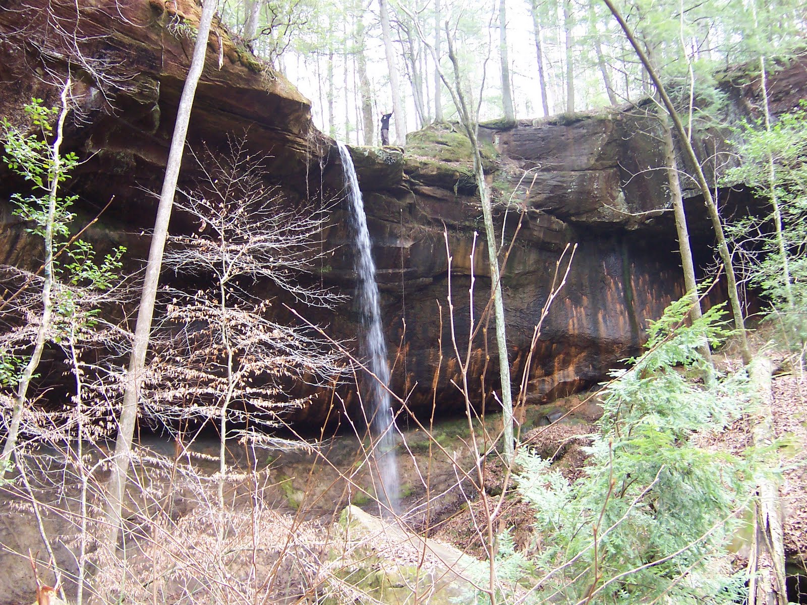 Rex's Adventures The Big TreeSipsey Wilderness AreaBankhead National