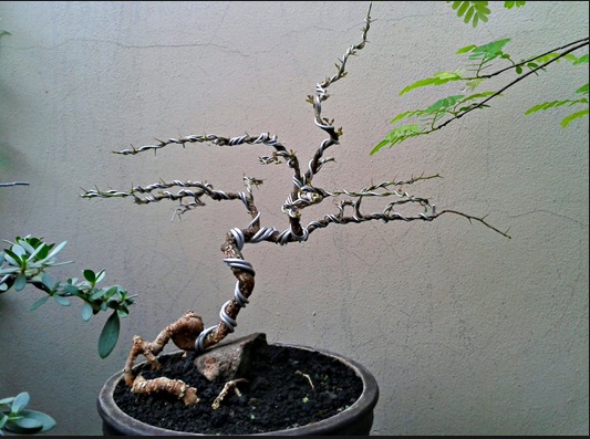 Eksotisnya Bonsai Kawista