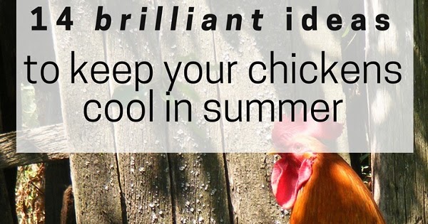 Keep Your Chickens Cool In Summer 14 Genius Ideas Murano