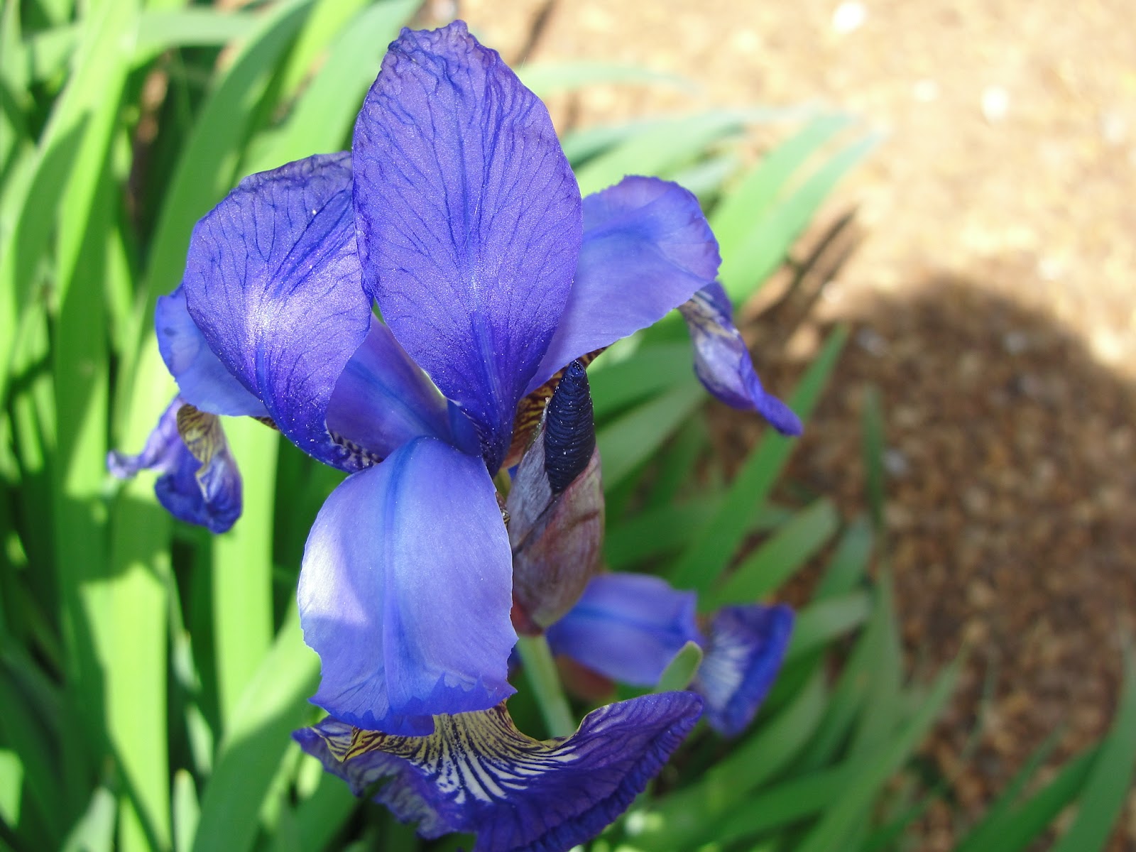 SOOOO MANY YEARS! Iris State Flower of Tennessee