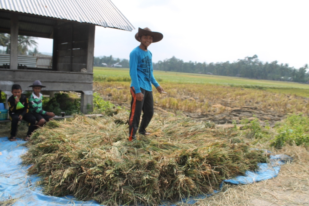 Petani Penggarap Sawah Gampong Cot Baroh Panen Padi Masa Tanam 2015 - 2016