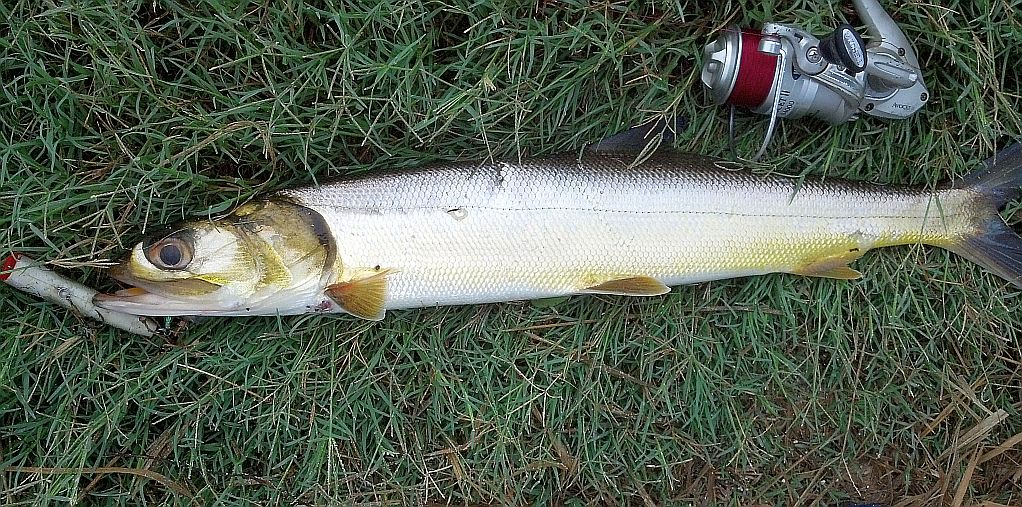 Mosquito Lagoon & Indian River Fishing Ladyfish In The Refuge