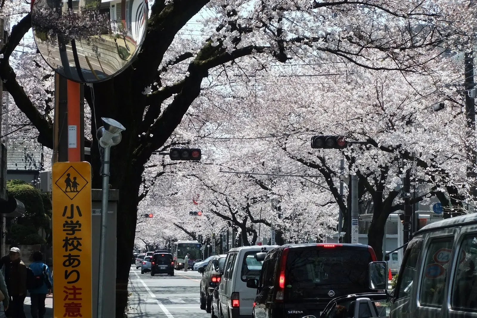 日本の桜　Sakura-Cherry blossom
