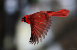 cardinal bird birds flying flight cardinals northern usa google wings result lovely facts otherpictures beauty animals found colorful imgkid