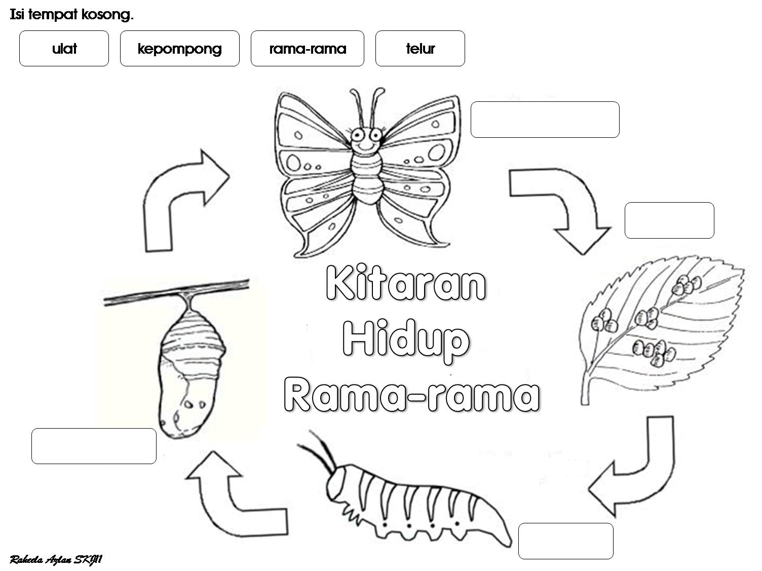 CIKGU EELA (IL) PRESCHOOLERS @ PCE: Kitaran Hidup Rama-rama::