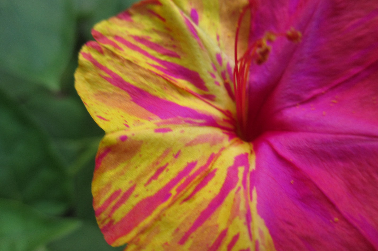 Reluctant Rebel Why Do My 4 O'Clocks Bloom at 730? And A 'Hummingbird