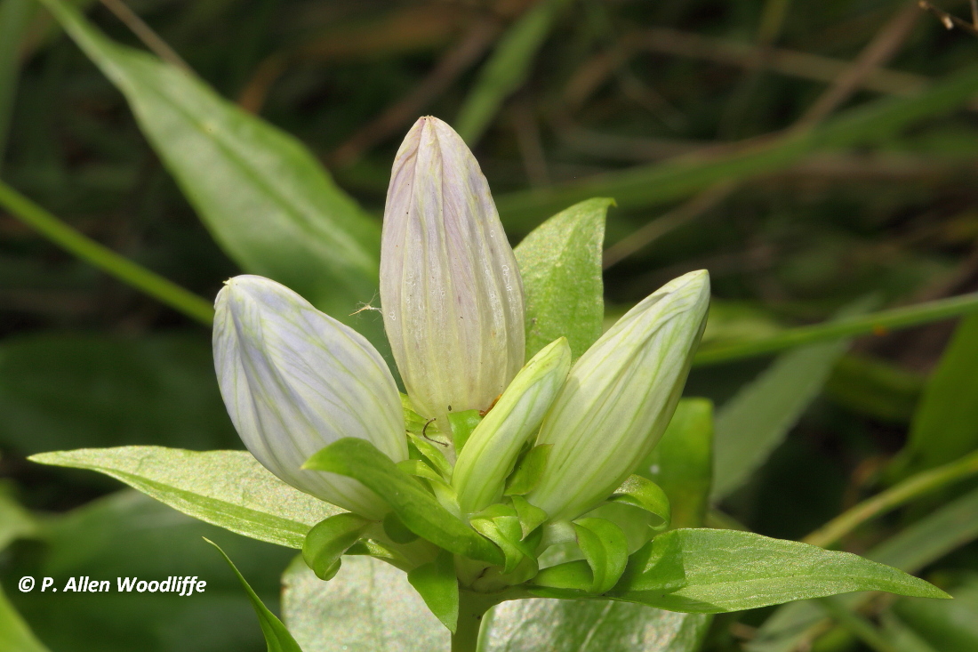 Nature Nuggets One of the rarest plants in Canada