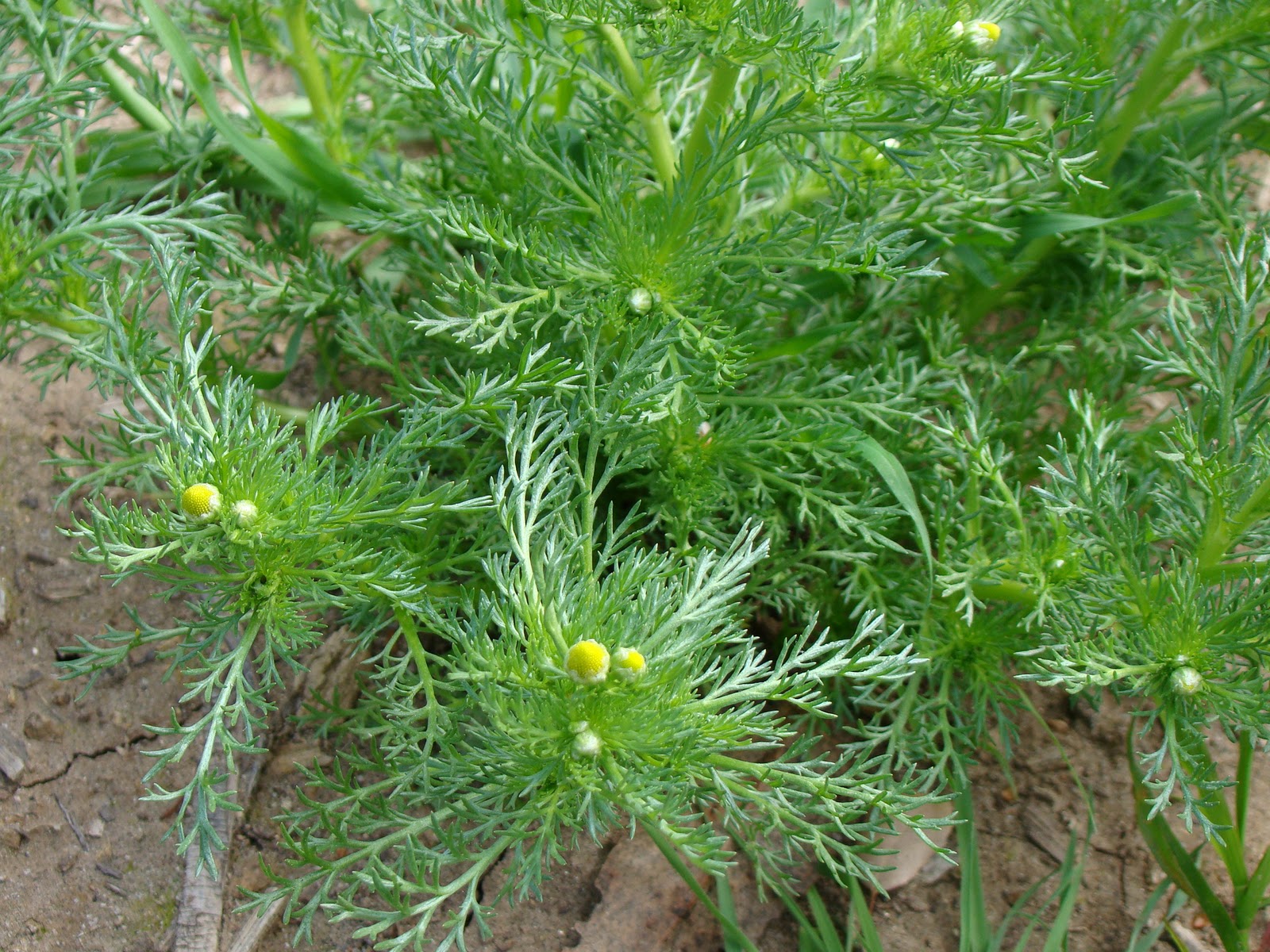 leaves-of-plants-camomile
