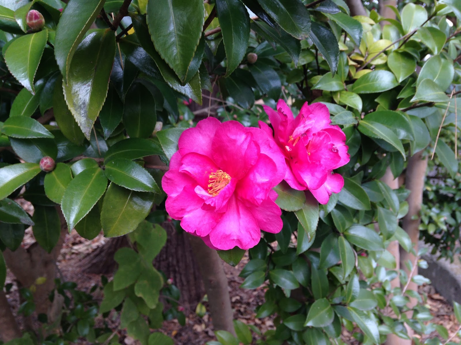 Japanilainen asun Tolan suku puoliLesbo omegle suku puoli