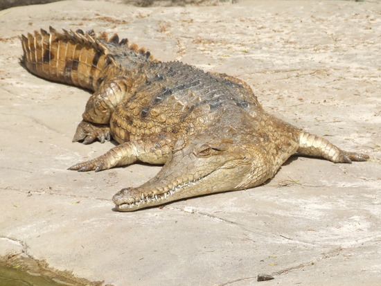 The Life of Freshwater Crocodile