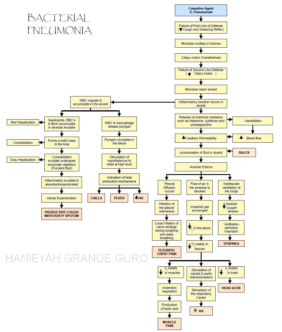 Pathophysiology Concept Map Of Pneumonia