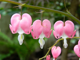Bleeding heart (Dicentra spectabilis) blooms detail by garden muses: a Toronto gardening blog 