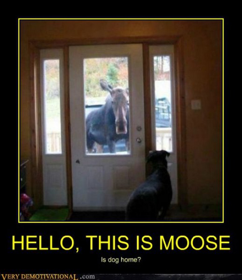 Dog yes! yes! yes! мем. Yes this is dog. Hello yes this is dog. Собака с телефоном мем. Hello this is dog.