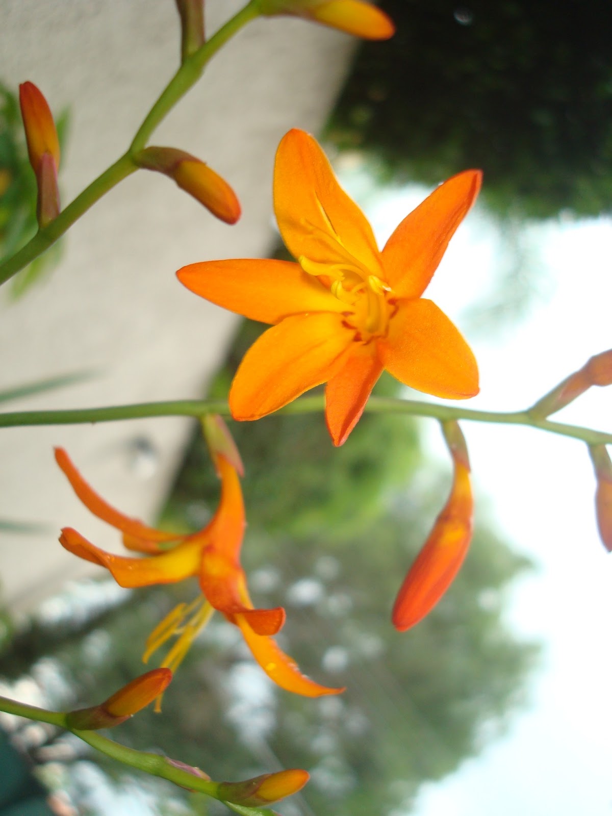 sancarlosfortin flor naranja de vara de