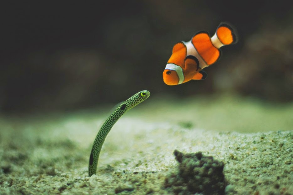 50 Powerful Photos Capture Extraordinary Moments In The Wild - A clownfish and eel meet for the first time.