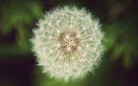 High Resolution Nature Wallpaper 