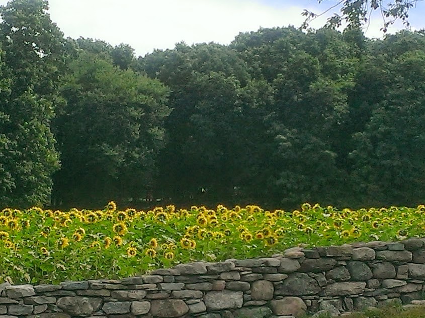 Thriving Nature In Photos Visiting Sunflowers For Wishes in Griswold