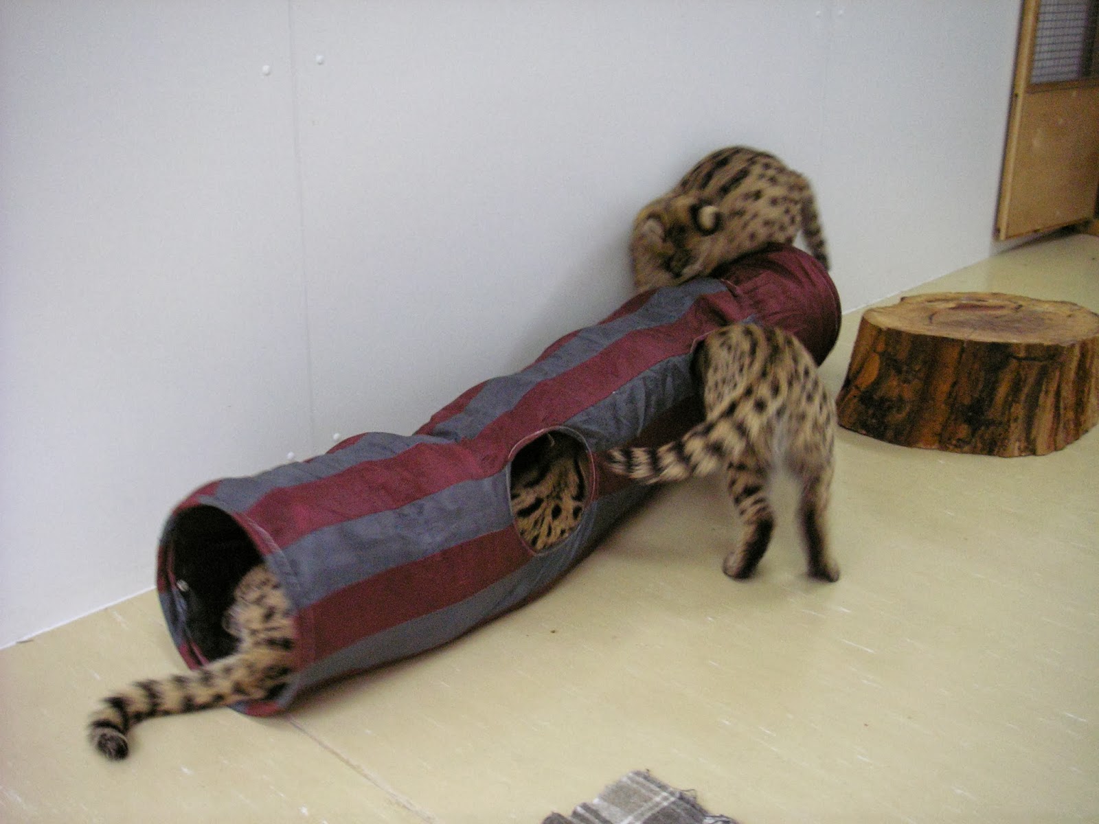 Bush Tales by Paul: Serval or 