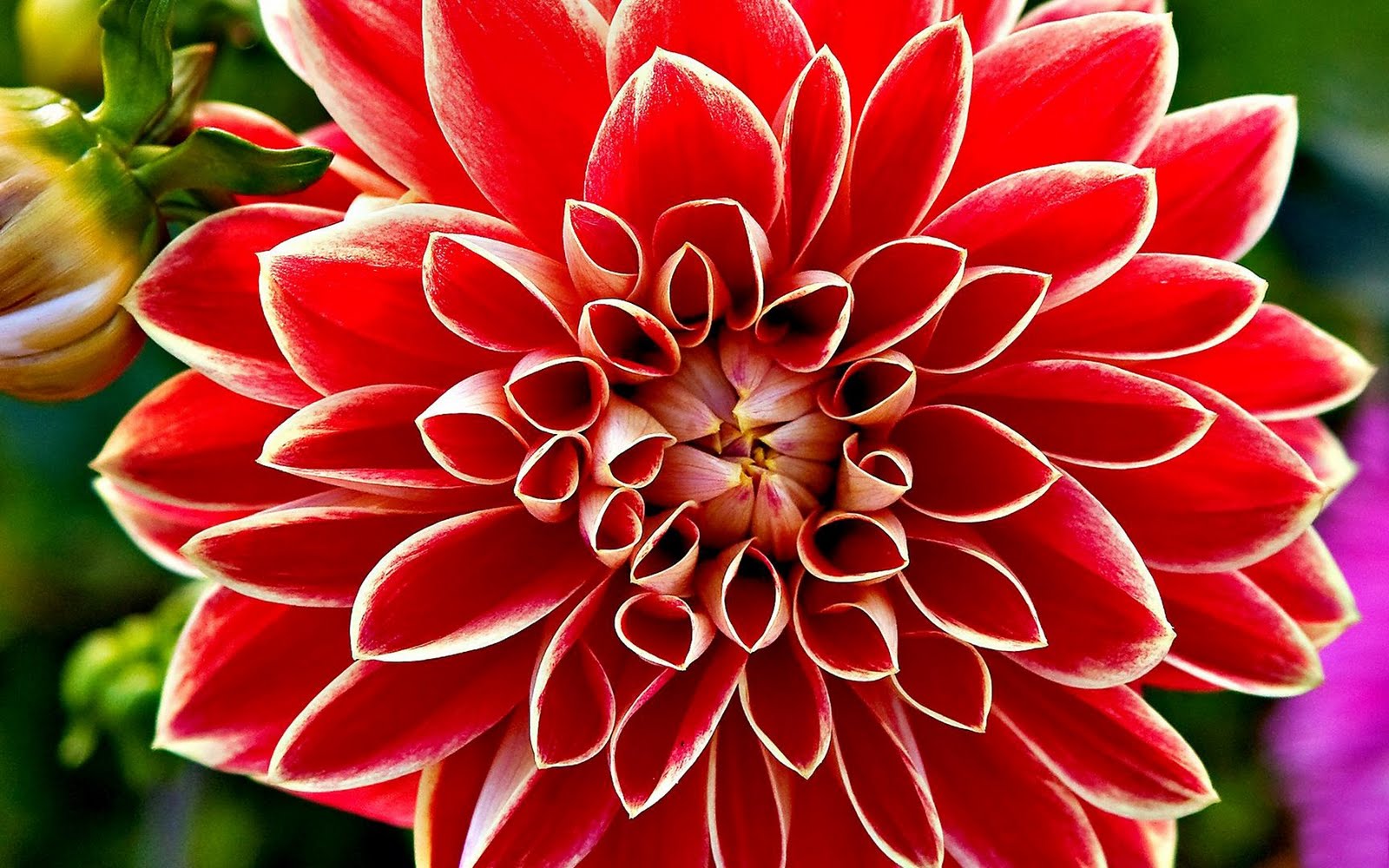 Imágenes de flores y plantas: Dalia