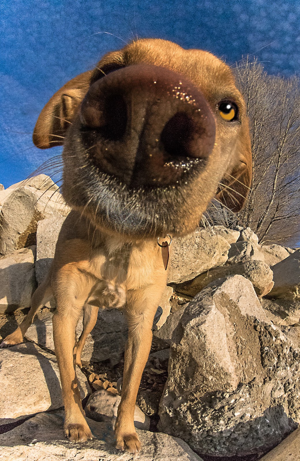 PENTAX DSLRs More Bobble Head dog pictures.