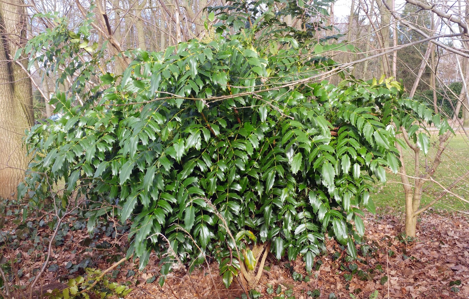 Ogrod Tamaryszka Mahonia Pospolita Dlaczego Mam Ja W Ogrodzie