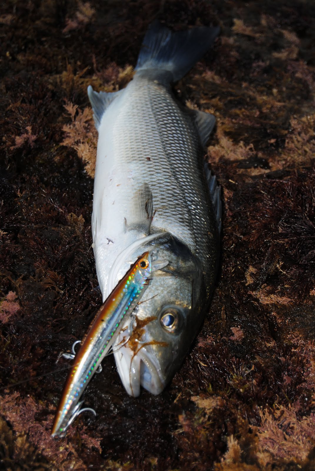 Graham Hill Modern Bass fishing 2021 Cornwall Lure Compertition Report