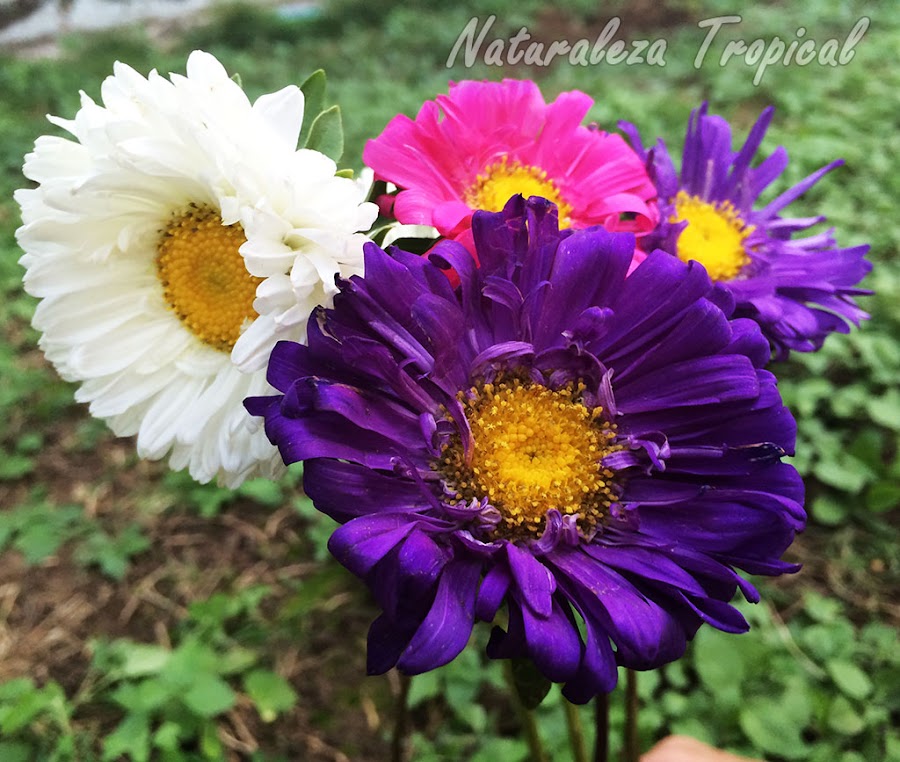Flores de la Reina de las Margaritas, Callistephus chinensis
