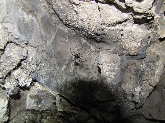 Sieciarz jaskiniowy (Meta menardi).