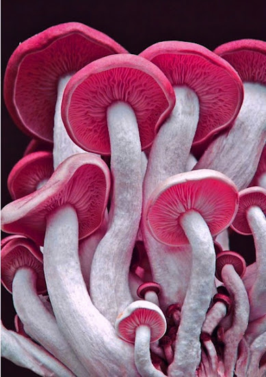 Amazing colourful Mushrooms