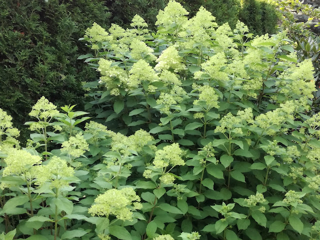 hydrangea paniculata Limelight