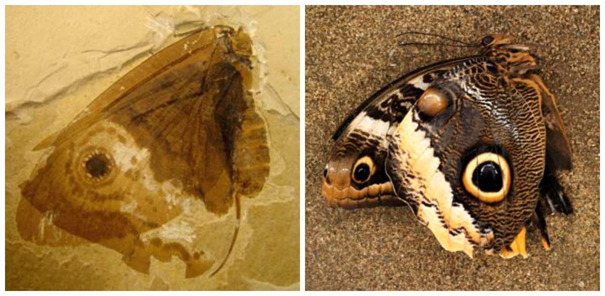 Scientists Discover Prehistoric 'Jurassic Butterfly' Geology In