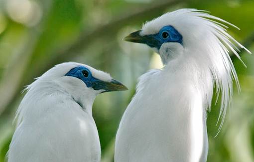 Tips Cara Membedakan Jantan Dan Betina Burung Jalak Bali Asu Wedos