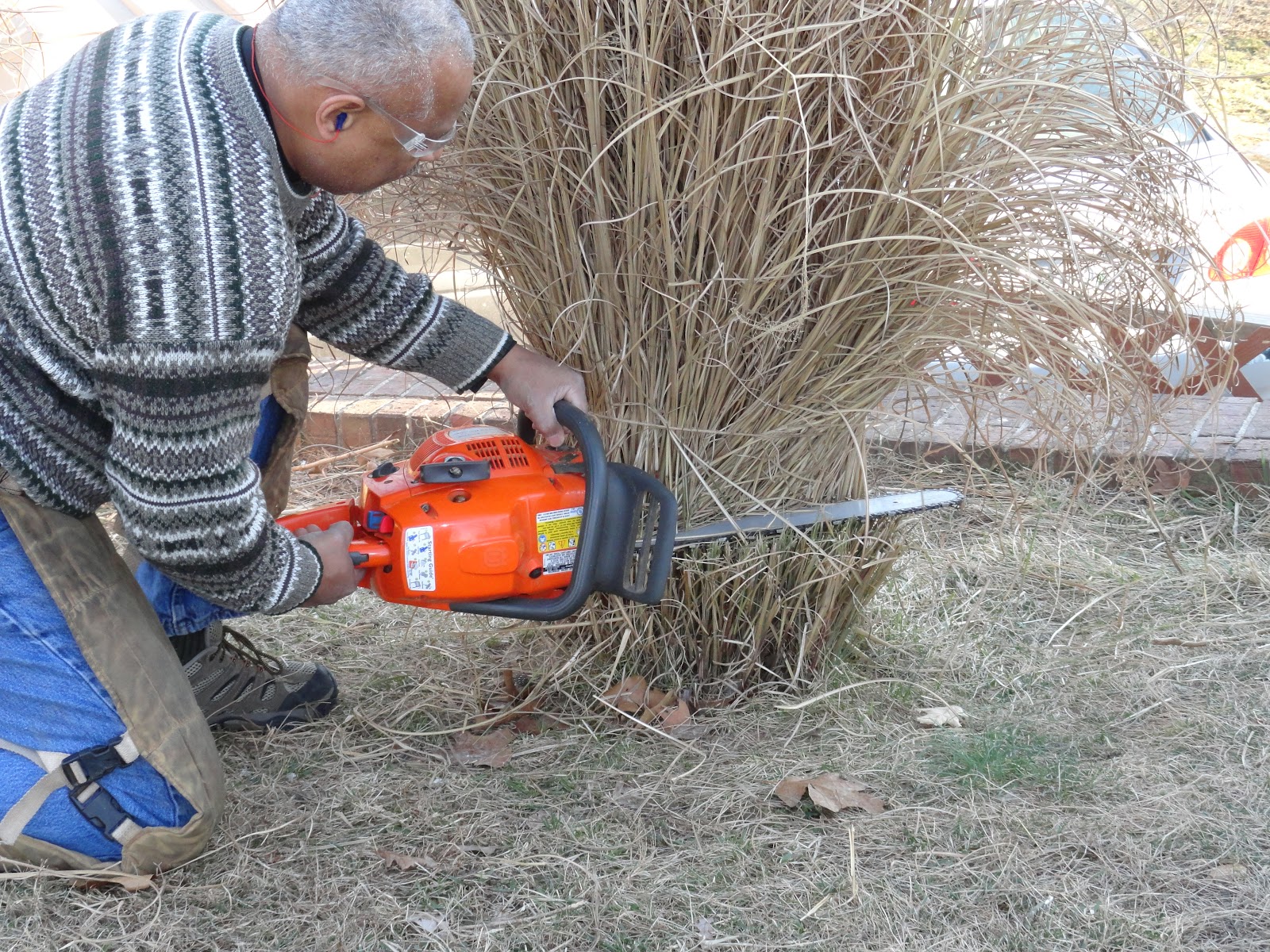Is Cutting Pampas Grass Illegal at Walter Artiaga blog