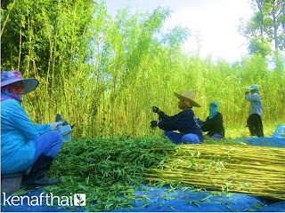 Kenaf in Thailand: Kenaf in Thailand