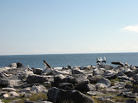 Espanola Island Land of Blue Boobies and Albatross