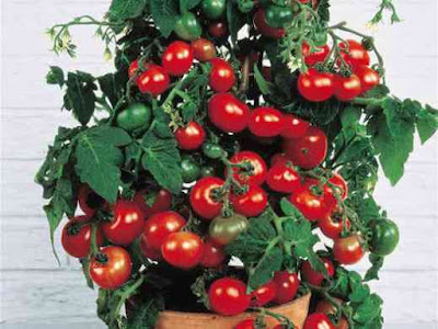как вырастить помидоры, вырастить помидоры на подоконнике, уход за помидорами, подкормка помидор