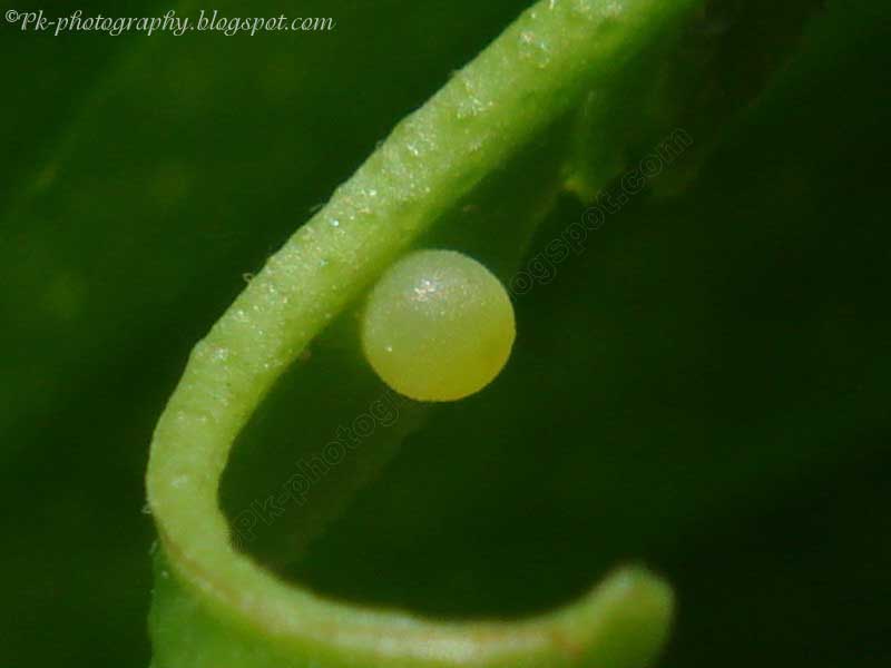 Egg, Eggs - Lime Egg, Eggs - Lime