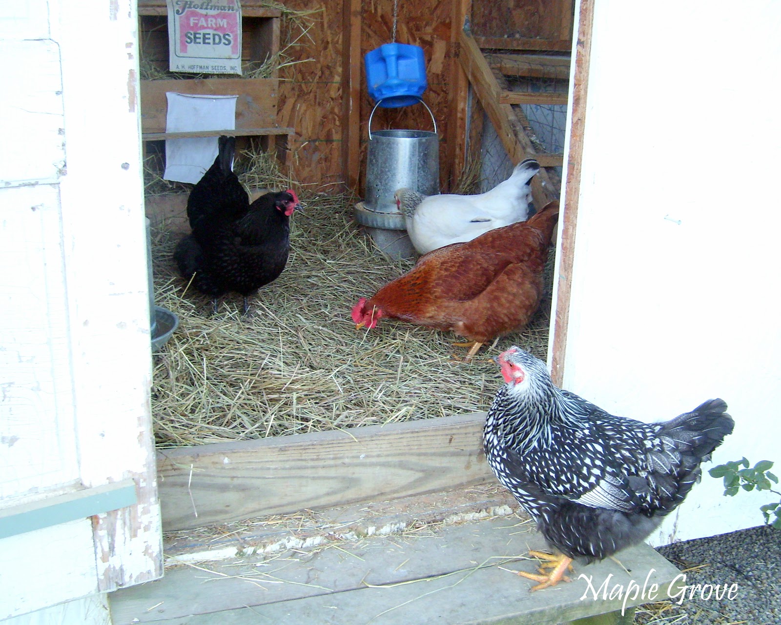 Maple Grove Cleaning the Hen House