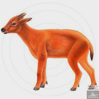 Goral