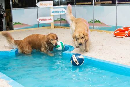 Pet&Play reúne complexo de atividades para cães no Shopping ABC Pet&Play reúne complexo de atividades para cães no Shopping ABC