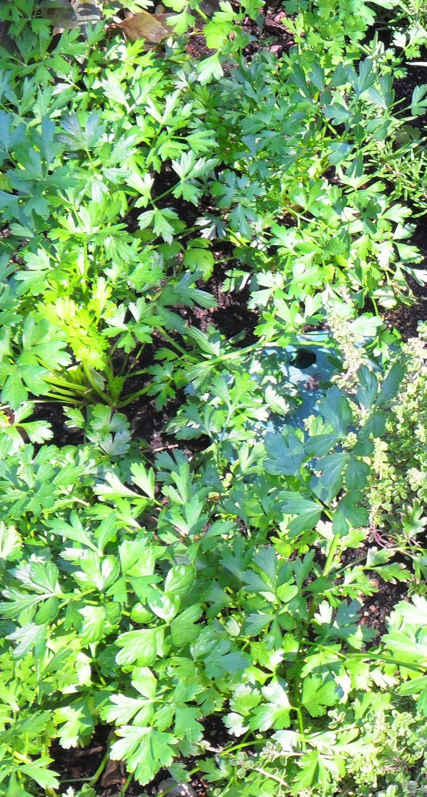 Backyard Patch Herbal Blog Flat parsley & Curly Parsley Herb of the Week