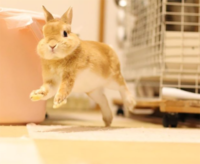 Rabbit behaviour for beginners