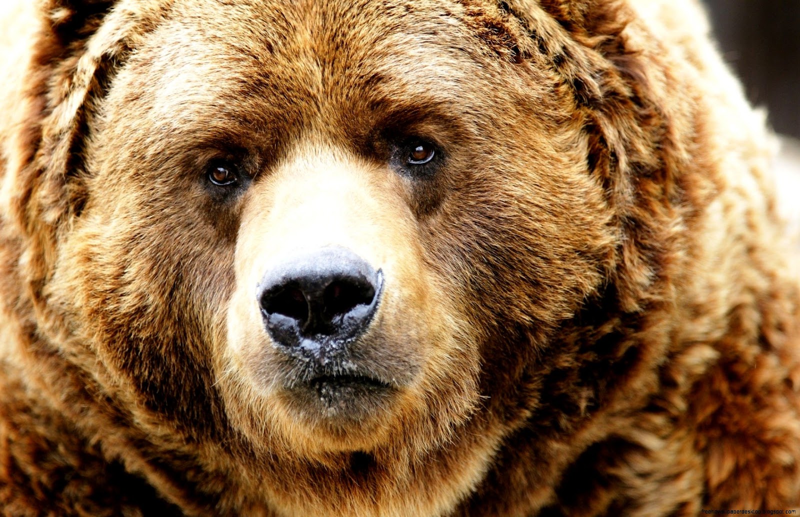 Grizzly Bear Face Close Up
