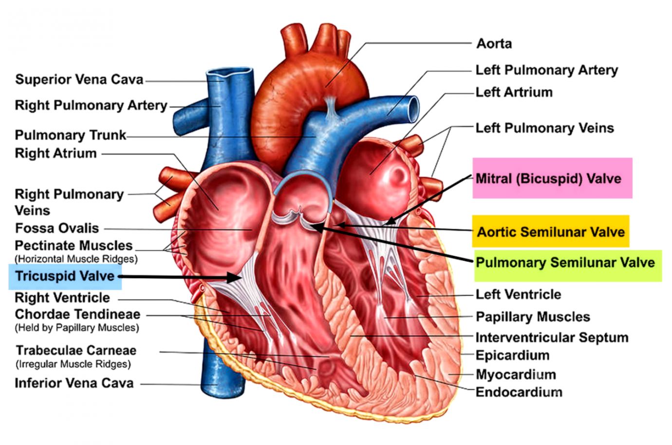 Heart Valves Function Purpose and How Many Heart Valves in Your Heart Valves Function Purpose and How Many Heart Valves in Your