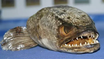سناك فيش - snakefish أو Channidae