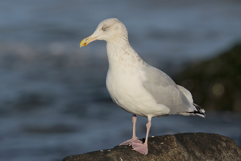 Beak of the Week Herring Gull