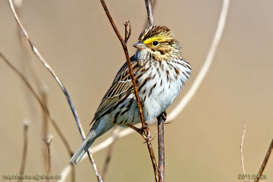 The Backyard Wildbird and Nature Store Nanaimo bird report, April 19, 2015