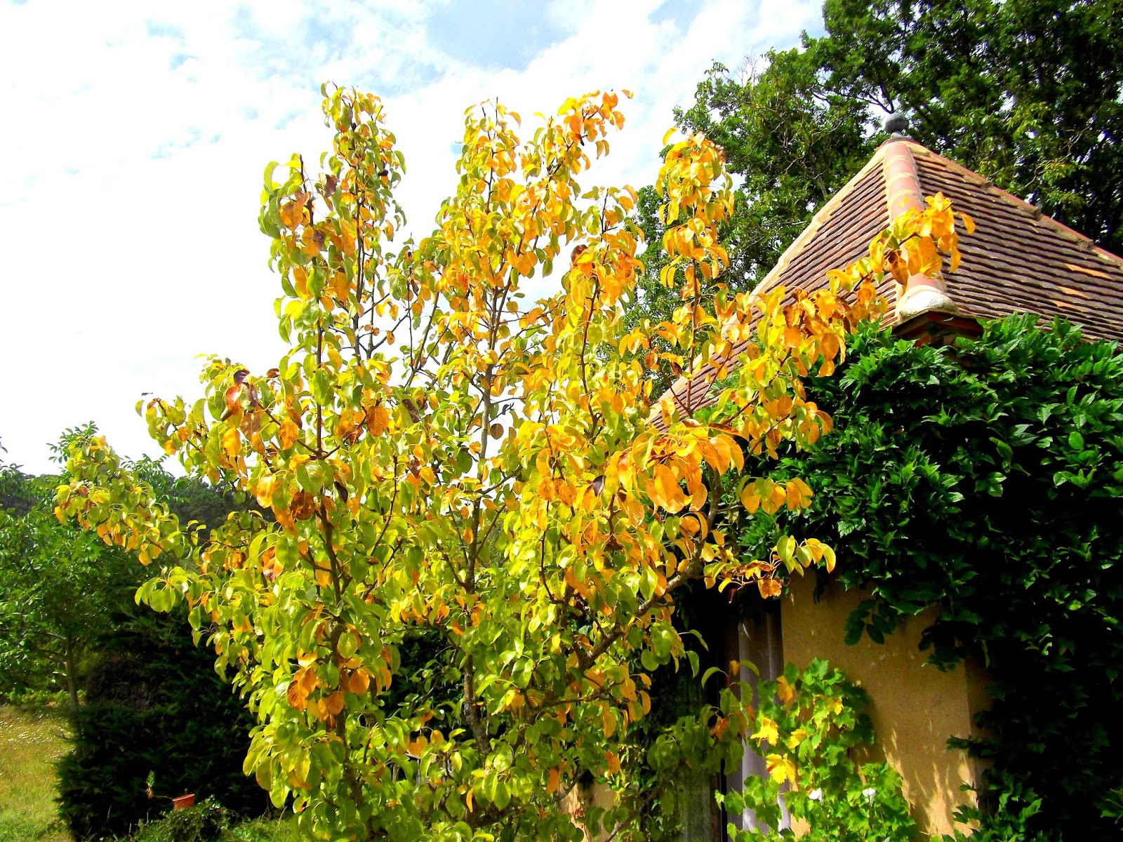 Magnon's Meanderings Autumn in August?