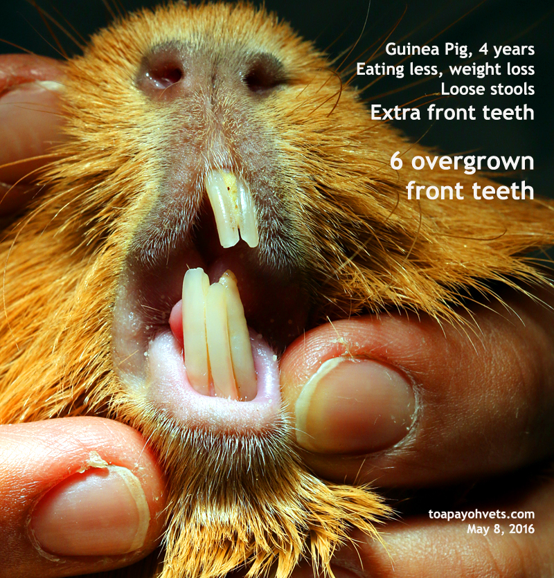 2016vets: 35. How to trim the guinea pig's overgrown teeth using the