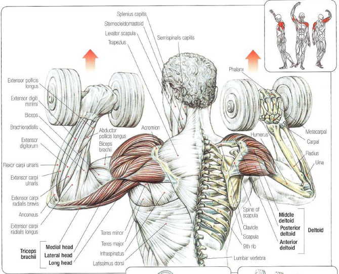 Bodybuilding Chest Exercises Chart Hd Images